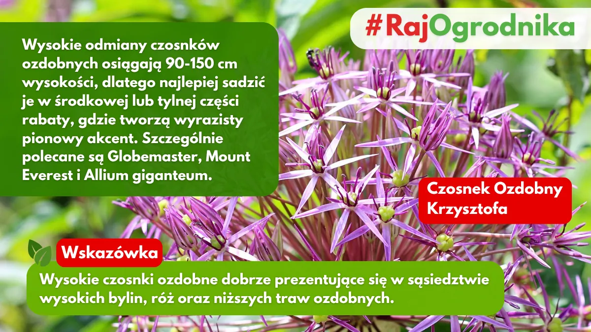 Wysokie odmiany czosnków sklep blog rajogrodnika
